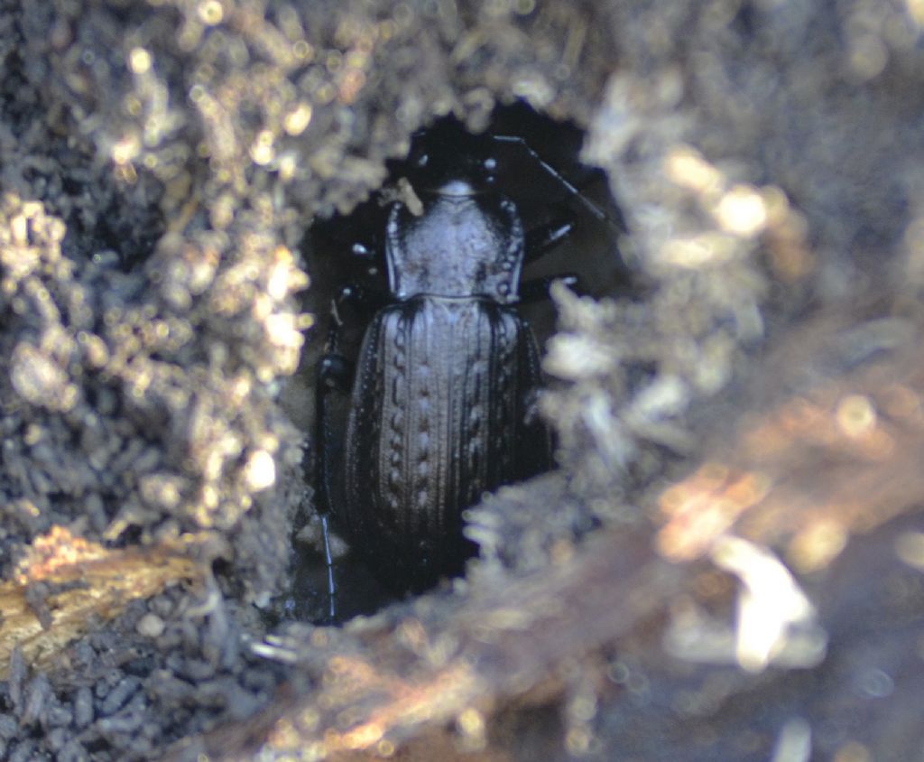 Carabus granulatus